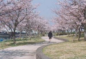 荒川赤羽桜堤緑地