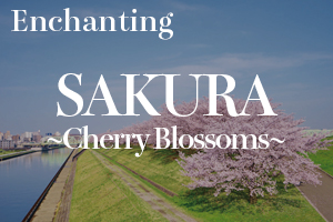 sakura