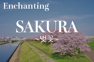 sakura